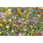 Samen Sommerblumen, Seitenansicht