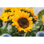 Samen Sonnenblumen – Vorderansicht