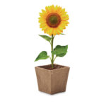 Pflanz-Set Sonnenblume von oben