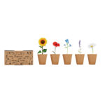 Saat-Set Sommerblumen, geöffnet dargestellt