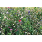 Samen Blumenmischung von oben