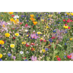 Samen Blumenmischung von oben