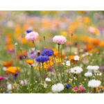 DIN A6 Wildblumen-Samenpapier von oben